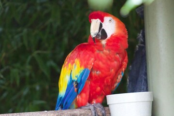 Colorful red yellow blue green macaw parrot perched on a branch at the creature conservancy
