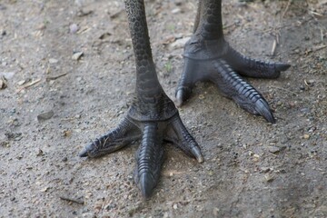 Emu flightless bird claw feet close up (reptilian, dinosaur looking)