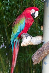 Colorful red yellow blue green macaw parrot perched on a branch at the creature conservancy