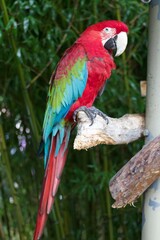 Colorful red yellow blue green macaw parrot perched on a branch at the creature conservancy