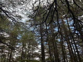 trees and sky