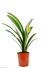 Clivia miniata flower in a pot on a white background. Home decorative potted plant