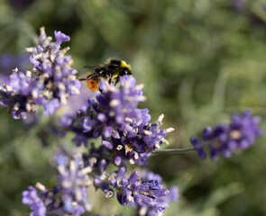bee on lavender