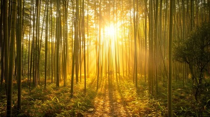 Obraz premium Bamboo Forest with soft sunlight