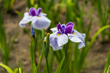 Blooming Purple Irises in a Garden