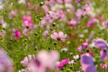 Pink Cosmos Flowers in Soft Focus