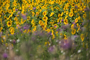 Sunflowers in the field.