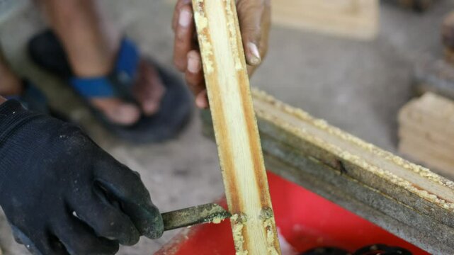 Close up of harvesting black soldier fly eggs to be raised into larvae/maggots at an insect farm for animal feed.