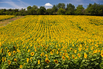 Field of sunflowers and sky.