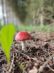 amanita muscaria fly agaric