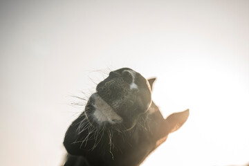horse muzzle snout nose in the air looking for candy