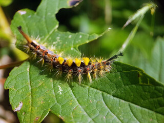 moth butterfly caterpillar larvae summer