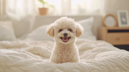 Happy cute poodle dog puppy sitting on bed mattress smiling to the camera, copy space for text, cozy bedroom organic cotton mattress, funny pet animal portrait on modern bedroom backgrounds