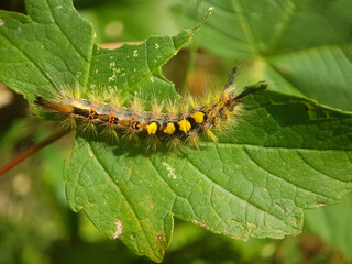 moth butterfly caterpillar larvae summer