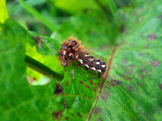 moth butterfly caterpillar larvae summer