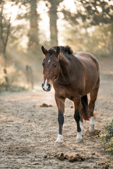 Fototapeta premium horse in the woods nature green animal morning pony 