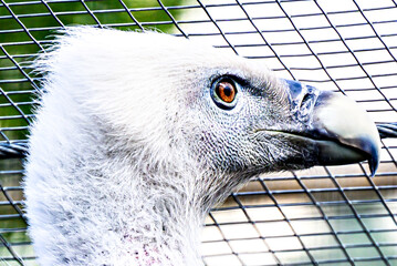 Image of a griffon vulture in captivity in a recovery center in the province of Lerida	