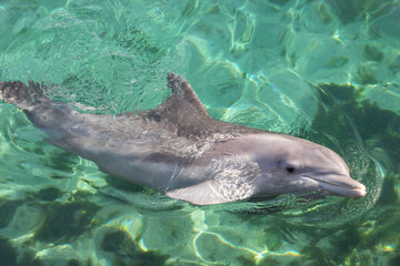 Fototapeta premium Exposure of rescued dolphins in Bermuda Island, namely Offshore Bottlenose Dolphins (Tursiops truncatus)