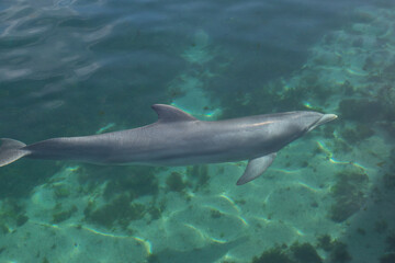 Exposure of rescued dolphins in Bermuda Island, namely Offshore Bottlenose Dolphins (Tursiops truncatus)