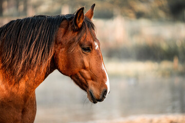 horse in morning light with a beautiful head 