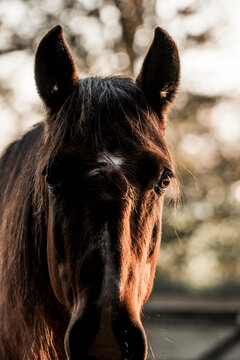 Equine Mule Images – Browse 11,974 Stock Photos, Vectors, and ...