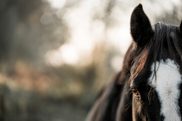 beautiful black sport horse with white blaze in paddock paradise equine pony pretty dark noble 
