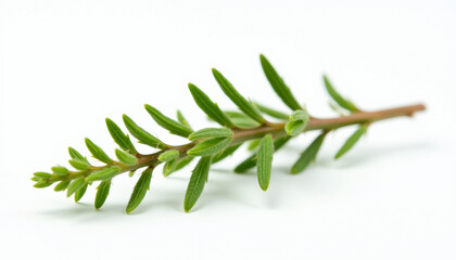 Fototapeta premium Closeup of Fresh Green Plant Branch with Exquisite Foliage - A Nature's Masterpiece