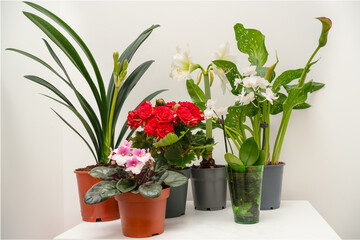 Group of different home decorative potted plants on a table 