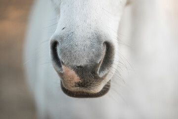 horse nose snout nostril detail close animal equine pont