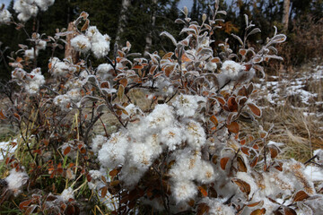 nature in Banff National Park, Alberta, Canada, North America