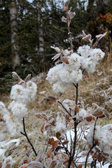 nature in Banff National Park, Alberta, Canada, North America