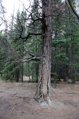 forest in Banff National Park, Alberta, Canada, North America