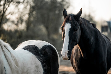 portrait of a horse equine paddock paradise animal 