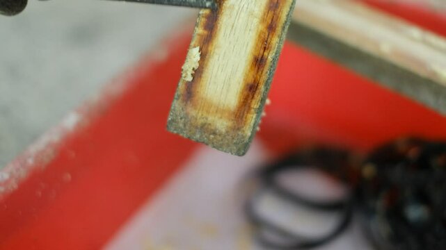 Close up of harvesting black soldier fly eggs to be raised into larvae/maggots at an insect farm for animal feed.