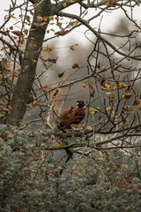 pheasant bird in tree animal