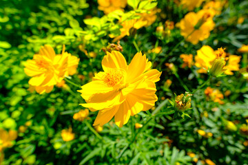 Bright Yellow Cosmos in Full Bloom