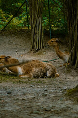 Fototapeta premium Several llamas lie on the grassy ground in a fenced enclosure made of wooden stakes and metal mesh. Their warm brown coats blend with the green foliage