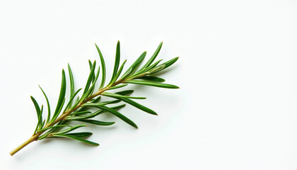 Fresh Rosemary Sprig Close-up on White Background - A vibrant and healthy addition to your culinary creations