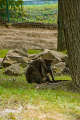 Obraz premium A kangaroo sitting on green grass under the shade of a large tree. Its strong hind legs are bent, and front paws are folded on its chest.
