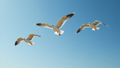 Obraz premium Three Majestic Seagulls Soaring in a Pristine Blue Sky; A Captivating Aerial Dance of Nature's Graceful Creatures