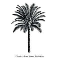 Palm tree illustration. Palm tree hand drawn illustration. Vintage palm tree drawing