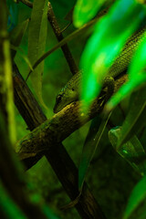 A small lizard blends seamlessly with green foliage, its camouflage making it nearly invisible. With dark eyes and a slightly open mouth, it observes its surroundings.
