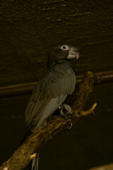 A large gray parrot perched on a tree branch. The bird has dark feathers with gray and black tones, along with a bright white ring around its eyes. The parrot is turned slightly, its head raised