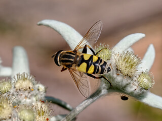 Macro Helophilus trivittatus of genus hoverfly on edelweiss