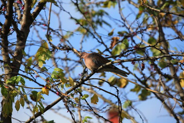 Obraz premium bird on a branch