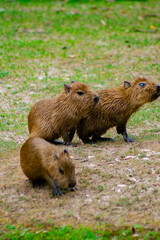 Three capybaras stand on the shore of a pond, wet from a recent swim. Their brown fur glistens in the sunlight, and their calm, curious expressions create a serene