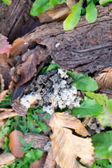 Earthworm excretions close up,  Nephridia coelom by a ciliated funnel, nephrostome, micronephridia and mesonephridia next to tree bark infested with bark beetle