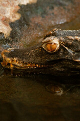 a crocodile partially submerged in water. Its dark brown scaly skin blends with the color of the...