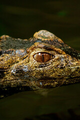  a crocodile partially submerged in water. Its dark brown scaly skin blends with the color of the...