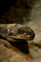 the head of a lizard, showcasing its large, rugged head with prominent scales in brown and gray tones, enabling it to blend well with the rocky background